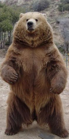 a large brown bear standing on its hind legs in the dirt with trees in the background