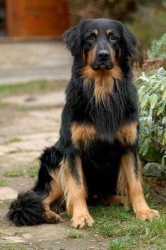 a large black and brown dog sitting in the grass