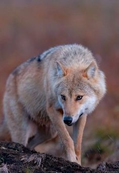 a gray wolf walking across a dirt field