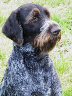 German Wirehaired Pointer. He's so cute.. He looks like an old man :) Braque Du Bourbonnais, Organic Dog Food, Curly Coated Retriever, German Shorthair, German Shorthaired Pointer