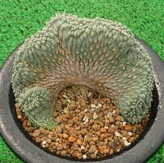 a small cactus in a black pot on the ground with gravel and rocks around it