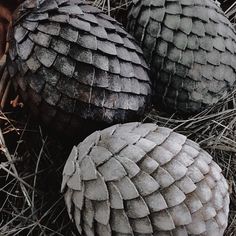 three different types of pine cones sitting in the grass