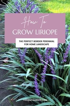 Liriope growing as a boarder along a sidewalk. The plant has green and white verigated long slender leaves, and spike-like purple blooms. From thisismygarden.com. Lily Turf Landscaping, Flowerbed Borders, Boarder Plants, Variegated Liriope, Growing Lilies, Lily Turf, Liriope Muscari, Walkways Paths