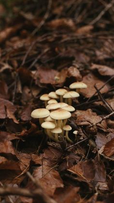 a group of mushrooms that are on the ground