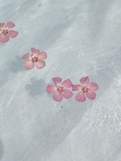 three pink flowers floating in the water on top of snow covered ground, with small bubbles coming out of them