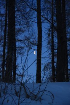 the moon is shining through the trees in the snow