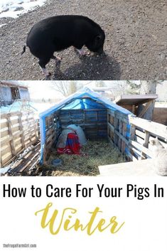 a pig in a pen with the words how to care for your pigs in winter