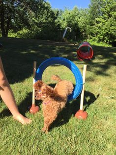 a dog is playing with its toys in the yard