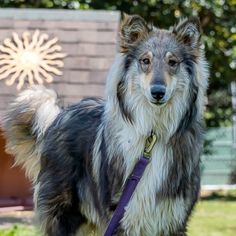 a dog standing on top of a lush green field next to a wooden structure with a sun sign in the background