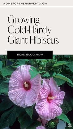 two pink flowers with the title growing cold - hard giant hibiscus read blog now