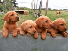 four puppies are sitting on the edge of a concrete wall in front of a fence