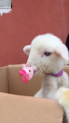 a small white lamb chewing on a pink toy in a box with its mouth open