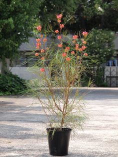 a small potted plant with red flowers in it on the ground next to some trees