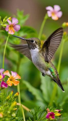 Hummingbird Species, Art Competition Ideas, Wild Animal Wallpaper, African Flowers