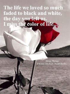 a red and white rose sitting next to the ocean