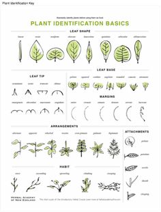 the plant identification basics for different types of plants and their leaves are shown in this diagram