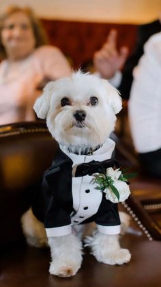 a small white dog wearing a tuxedo and bow tie sitting on a chair