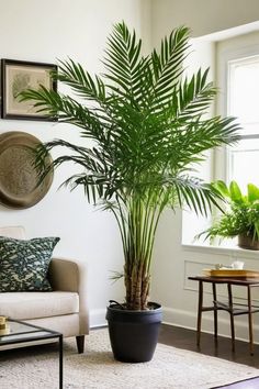 a living room filled with furniture and a potted plant on top of a table