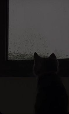 a cat sitting in front of a window looking out at the raindrops outside