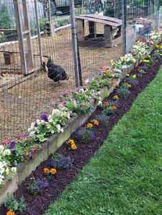 a chicken sitting in the middle of a fenced in area with flowers growing on it