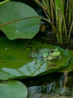 a frog sitting on top of a lily pad