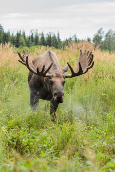 a moose with large antlers standing in tall grass