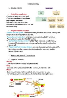 a diagram showing the functions of nervous systems and their functions to function in an organ system