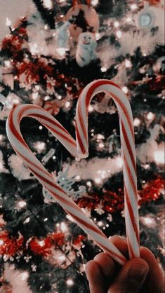 a hand holding two candy canes in front of a christmas tree