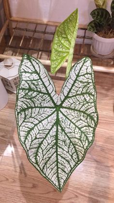 a green leaf shaped plant sitting on top of a wooden table