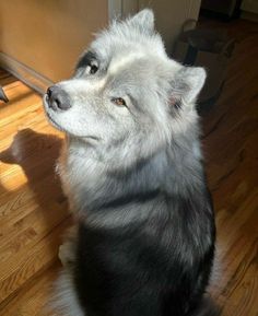 a white and black dog sitting on top of a hard wood floor