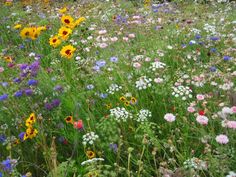 a field full of wildflowers and other flowers