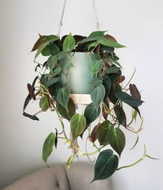 a plant hanging from the ceiling in a room with white walls and a gray couch