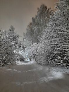 a snowy road with trees and bushes on both sides