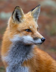 a close up of a red fox with blue eyes