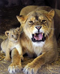 an adult lion and its baby laying on the ground in front of it's mother