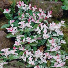 pink and white flowers growing in the middle of rocks with green leaves on them, surrounded by moss