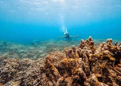 a person swimming in the ocean with corals and other marine life around them on a sunny day