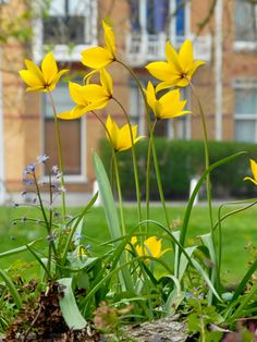 some yellow flowers are growing in the grass