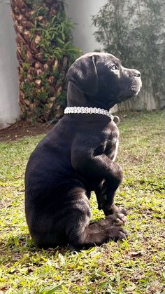 a black dog sitting in the grass wearing a white beaded collar and looking up