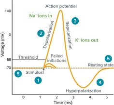 a plot showing the stages of an action potential