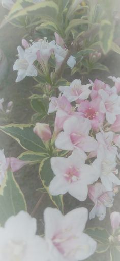 some pink and white flowers are in bloom