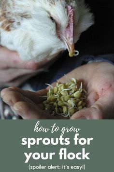 someone holding seeds in their hands with the words how to grow sprouts for your flock