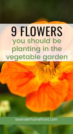 an orange flower with the words 9 flowers you should be planting in the vegetable garden