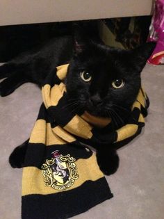 a black cat laying on top of a harry potter scarf