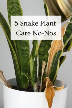 5 Snake Plant Care No-Nos Large Easy House Plants, Snake Plants In Pots, Snake Plant Care Guide, Snake Plant Front Door, Hanging Snake Plant, Mother In Law Plant Houseplant, Propagating Snake Plants, How To Trim Snake Plant Leaves