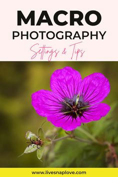 a purple flower with the words macro photography settings on it and an image of a pink flower