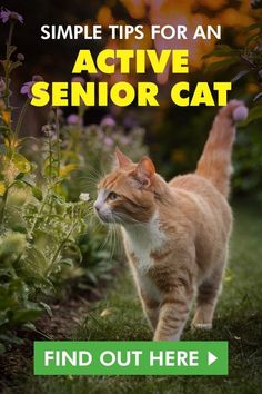 an orange and white cat walking in the grass with text overlay that reads, simple tips for an active senior cat find out here