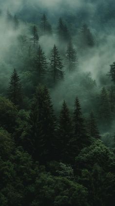 foggy forest with trees in the foreground