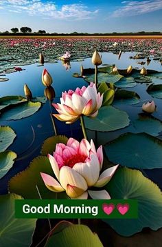 two water lilies are in the middle of a pond with lily pads on it