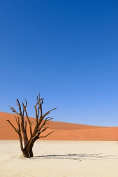 a lone tree in the middle of an empty desert